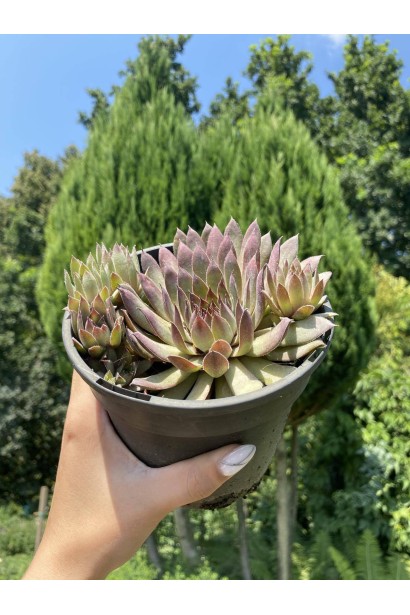 Молодило Вульфена / кам’яна троянда - 1л/вис.0-5см/Ø5-10см